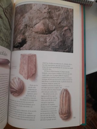 Rocas y Fosiles Libro Precioso