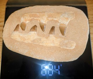 Mandíbula de Mosasaurio Fósil