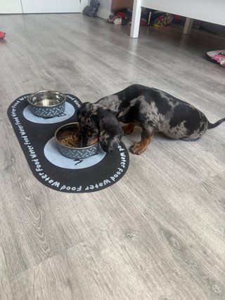 Alfombra para comederos de perros y gatos