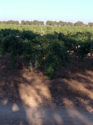 Finca rústica 9,5ha viñedo enparrad