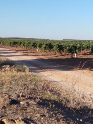 Finca rústica 9,5ha viñedo enparrad
