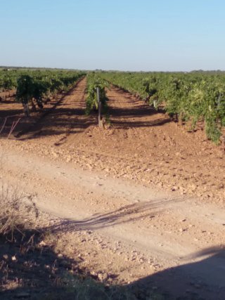 Finca rústica 9,5ha viñedo enparrad