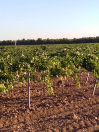 Finca rústica 9,5ha viñedo enparrad