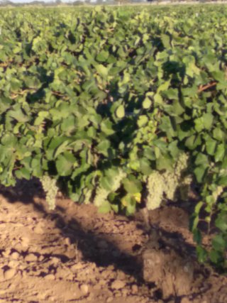 Finca rústica 9,5ha viñedo enparrad