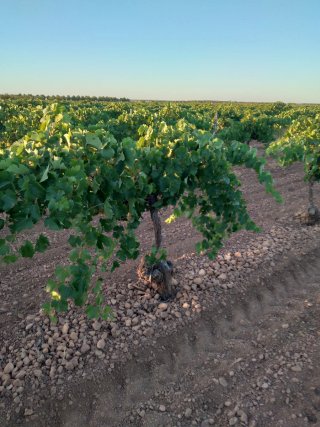 Finca rústica 9,5ha viñedo enparrad
