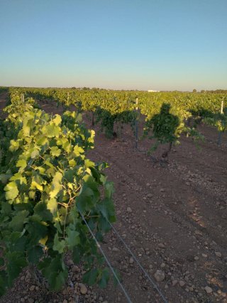 Finca rústica 9,5ha viñedo enparrad