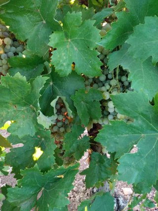 Finca rústica 9,5ha viñedo enparrad
