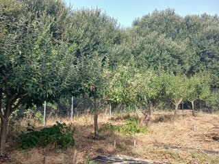 Finca rústica en Cardeñadijo