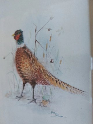Cuadros de pájaros en madera
