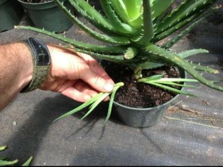 Plantas de Aloe Vera