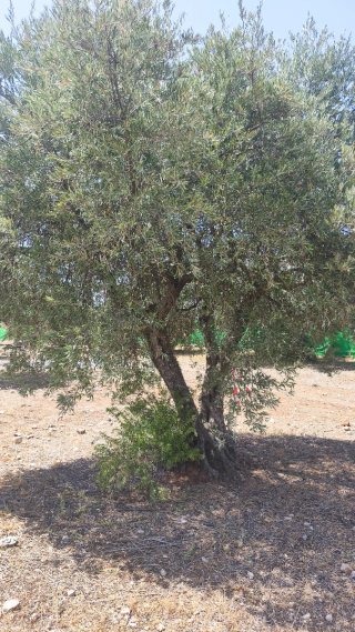 Olivo / oliva