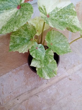 Begonia Rouge variegata