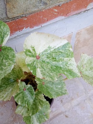 Begonia Rouge variegata