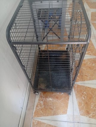 Jaula Grande para Loro Negra