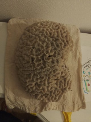 ​Grande corallo cervello naturale vintage anni '80