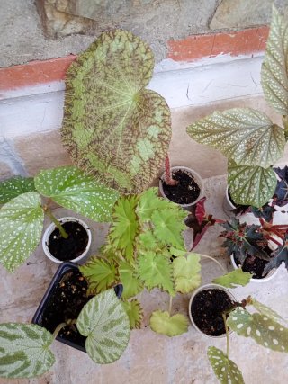 Lote begonia