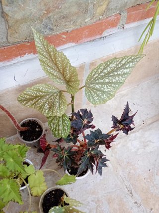 Lote begonia