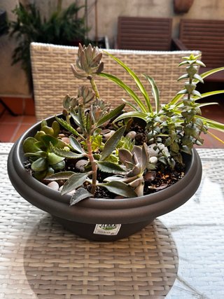 Centro suculentas y plantas crasas maceta grande