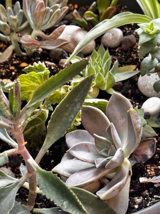 Centro suculentas y plantas crasas maceta grande
