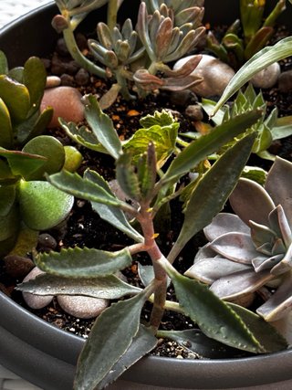 Centro suculentas y plantas crasas maceta grande