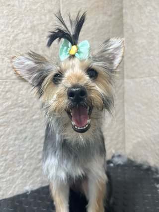CUIDADO DE MASCOTAS EN AMBIENTE FAMILIAR