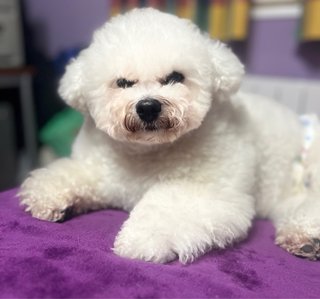 CUIDADO DE MASCOTAS EN AMBIENTE FAMILIAR