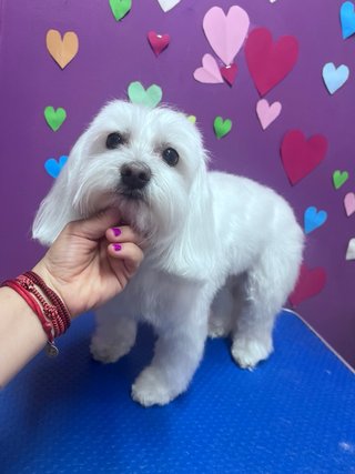 CUIDADO DE MASCOTAS EN AMBIENTE FAMILIAR