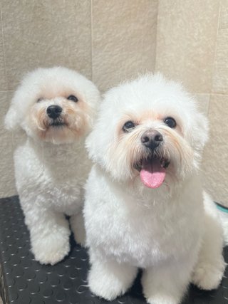 CUIDADO DE MASCOTAS EN AMBIENTE FAMILIAR