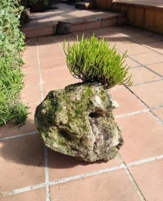 Rocalla Escultórica Zen con Crassula