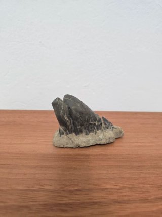 Suiseki Bonsái Piedra