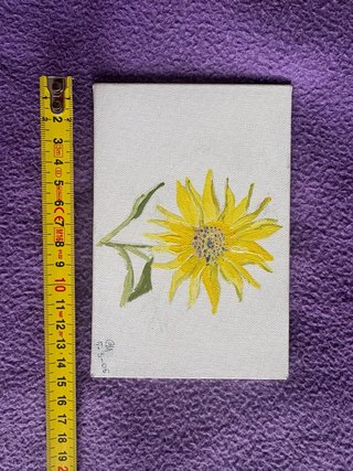 Tempera su tela Helianthus Annuus Paolo Mariotti