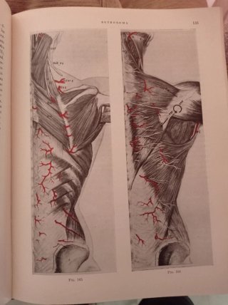 Anatomía Humana (Funcional y Aplicativa)