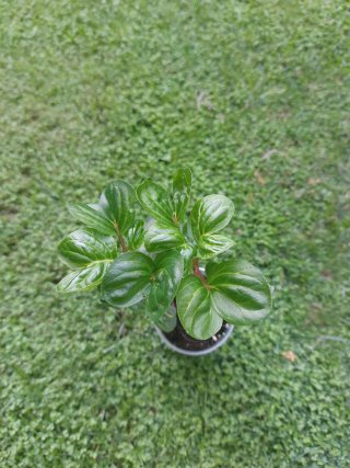 Iresine herbstii aureoreticulata