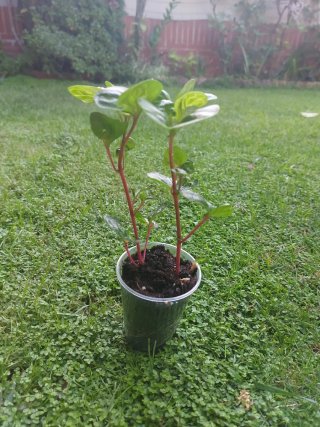 Iresine herbstii aureoreticulata