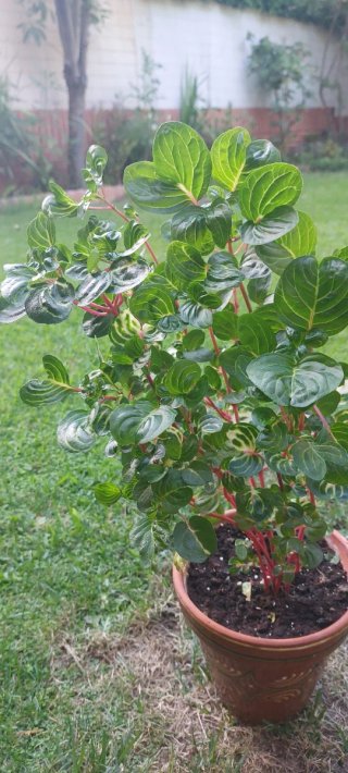 Iresine herbstii aureoreticulata