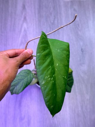 Hoya meredithii
