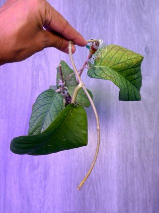 Hoya meredithii