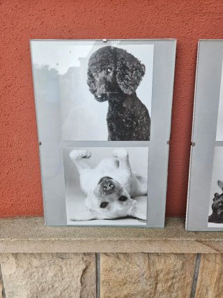 2 Cuadros Perros Blanco y Negro