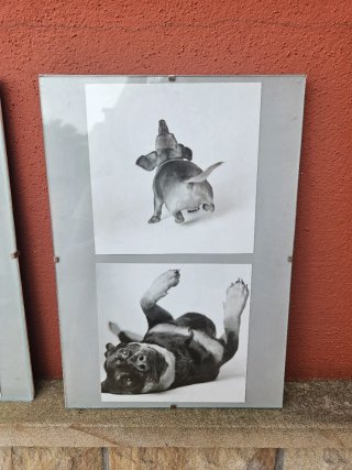 2 Cuadros Perros Blanco y Negro
