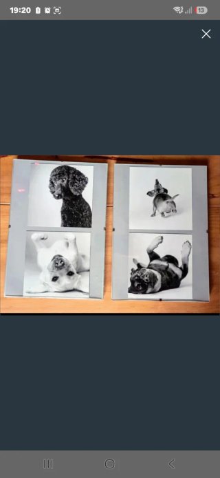 2 Cuadros Perros Blanco y Negro