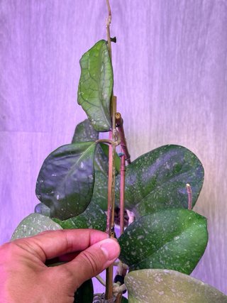 Hoya Priktai