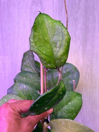 Hoya Priktai