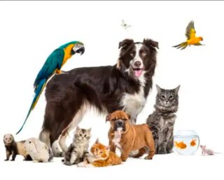 Servicio guardería mascotas