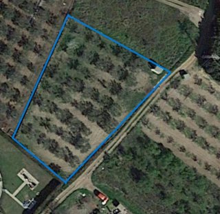 Terreno de olivos con riego