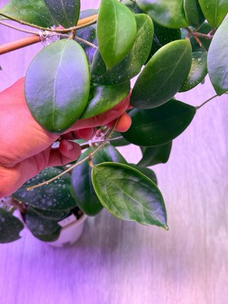 Hoya mindorensis