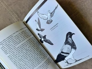 2 Libros Tema Galicia: Gastronomía y Ornitología