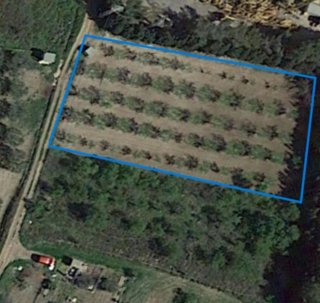 Campo de almendros en producción