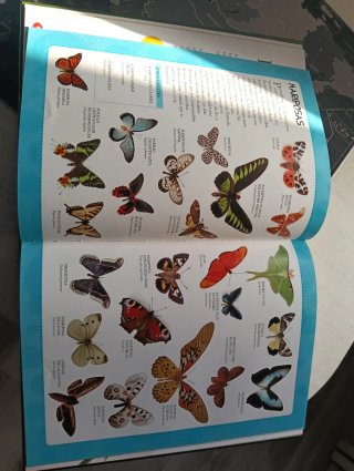 Insectos y otros animales