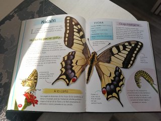 Insectos y otros animales