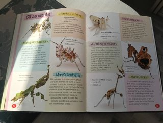 Insectos y otros animales